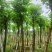 羊蹄甲以叫烟花12公分一15公分