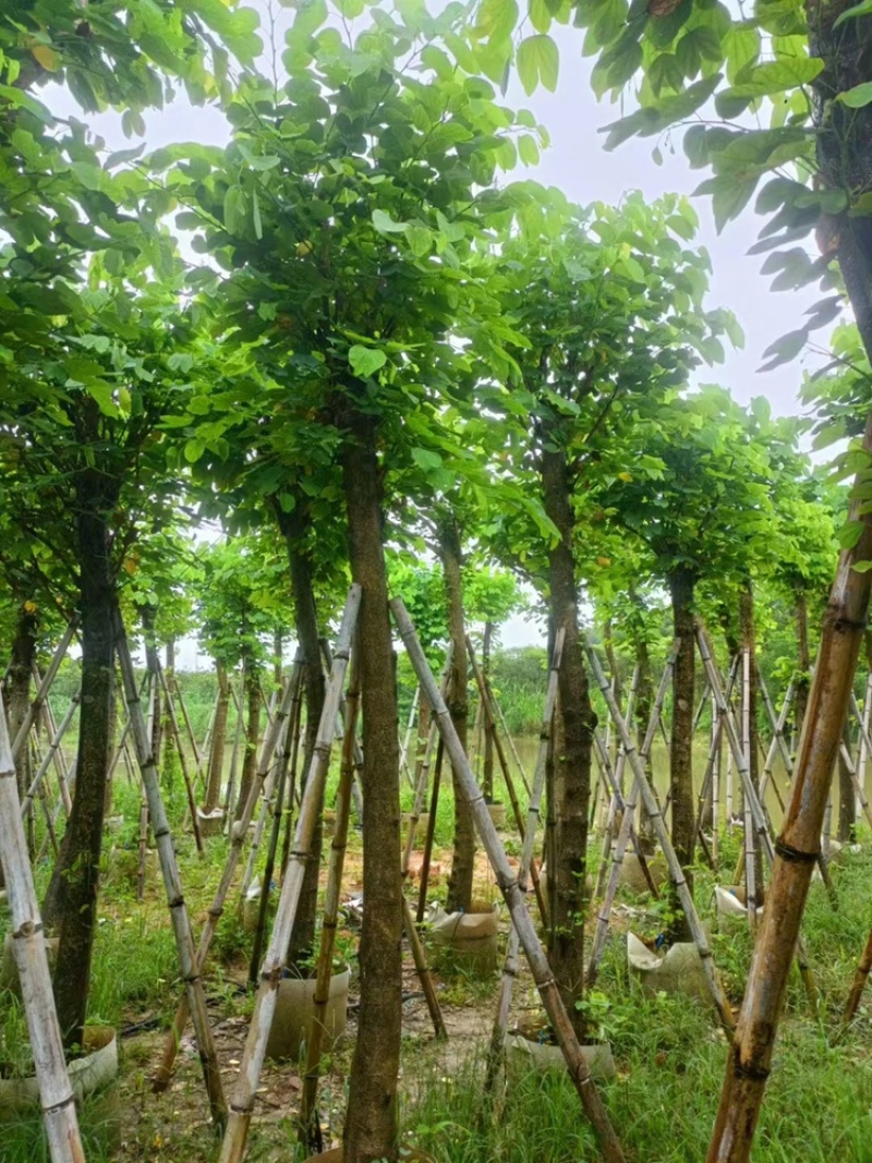 羊蹄甲以叫烟花12公分一15公分