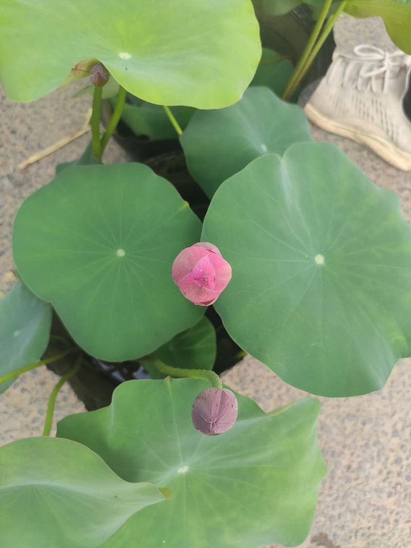 品种荷花睡莲碗莲品种多颜色多基地直发质量保证