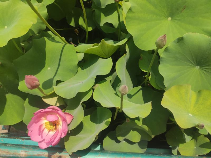 品种荷花睡莲碗莲品种多颜色多基地直发质量保证