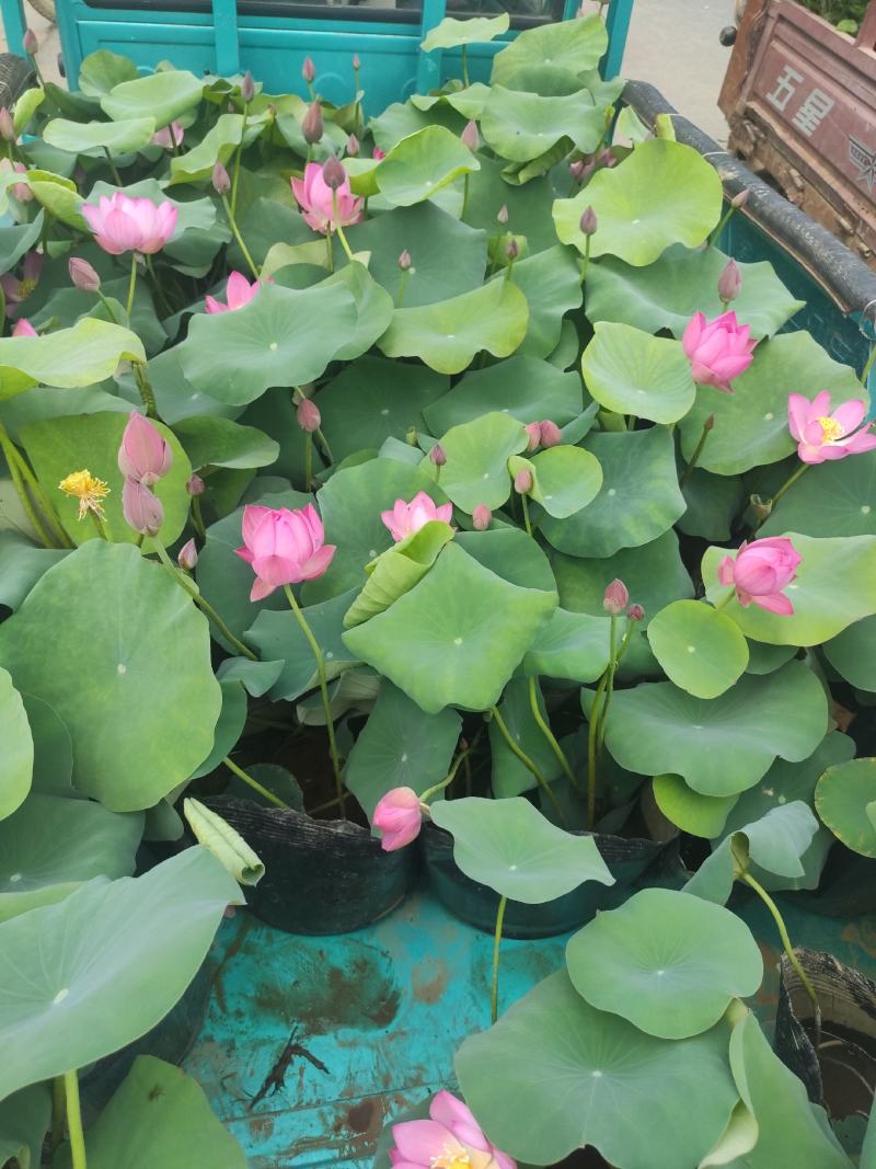 品种荷花睡莲碗莲品种多颜色多基地直发质量保证