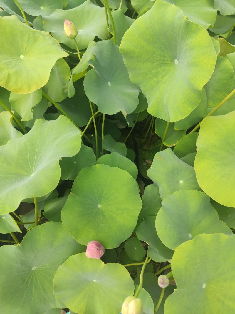 品种荷花睡莲碗莲品种多颜色多基地直发质量保证