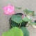 品种荷花睡莲碗莲品种多颜色多基地直发质量保证