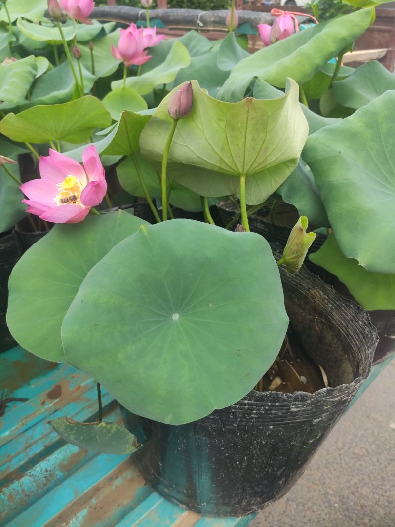 品种荷花睡莲碗莲品种多颜色多基地直发质量保证