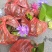 品种荷花睡莲碗莲品种多颜色多基地直发质量保证