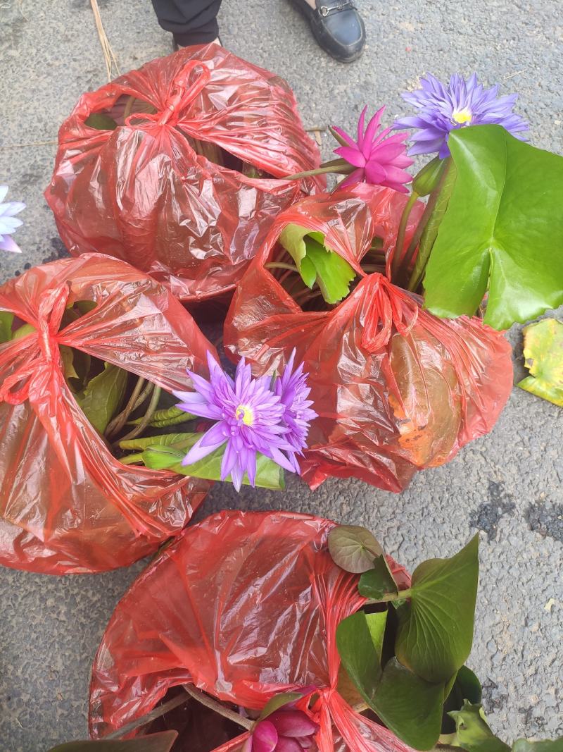 品种荷花睡莲碗莲品种多颜色多基地直发质量保证