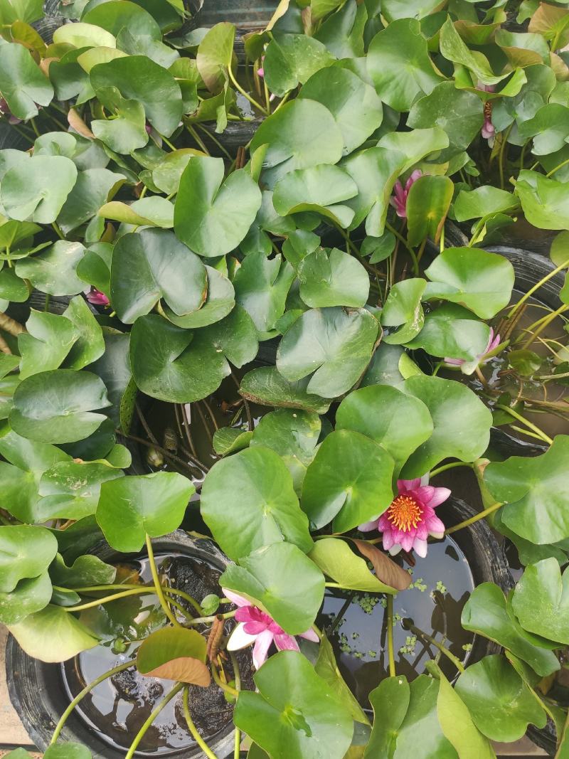 品种荷花睡莲碗莲品种多颜色多基地直发质量保证