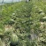 渭南华州万亩基地甜王金城5视频看货代发市场实力代收