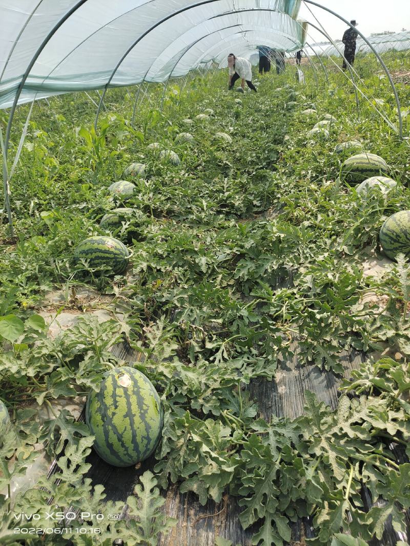渭南华州万亩基地甜王金城5视频看货代发市场实力代收