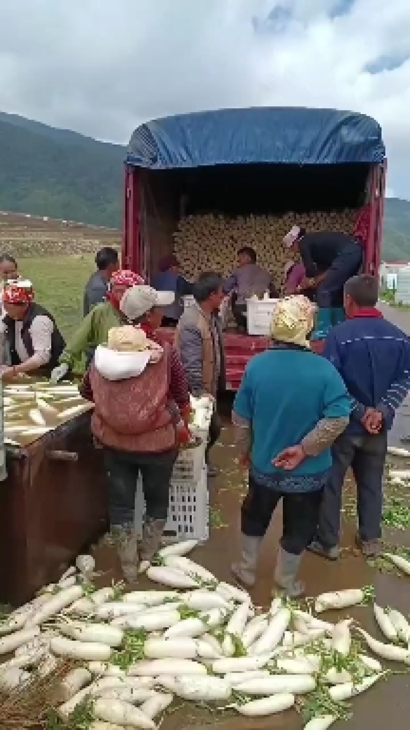 白萝卜个头大可以煮着吃煮羊肉必备品可以腌制货量充足