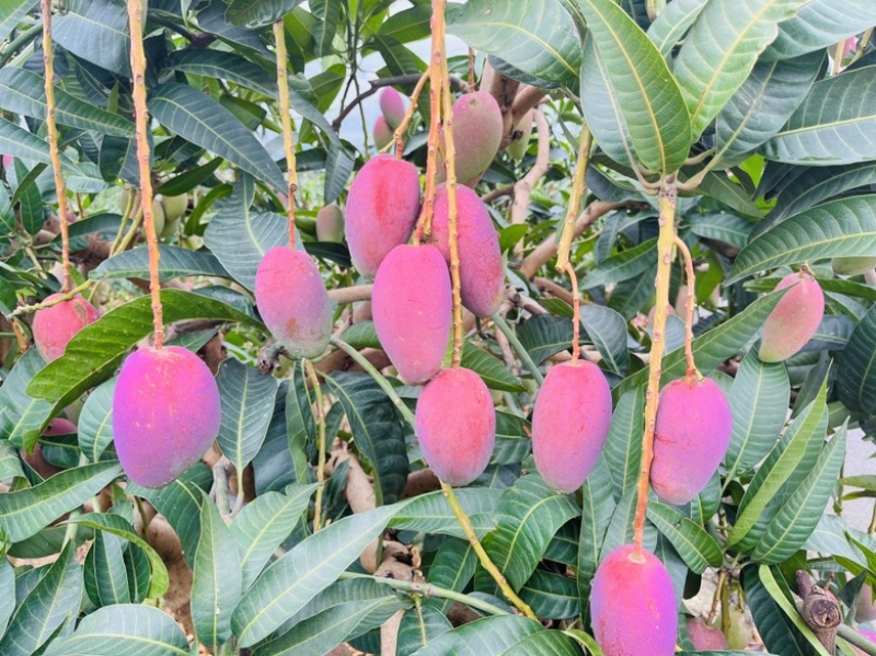 广西百色芒果大量上市电商果巿场果加工果