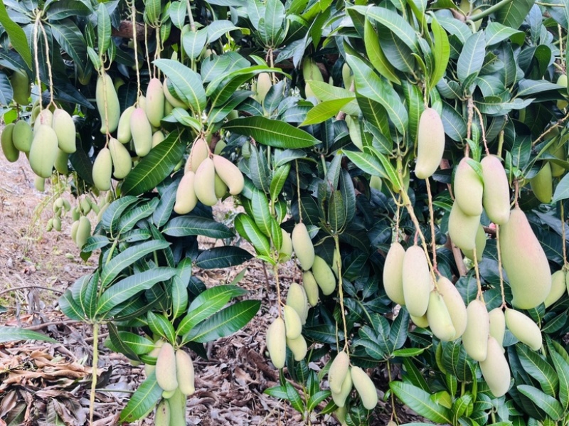 广西百色芒果大量上市电商果巿场果加工果