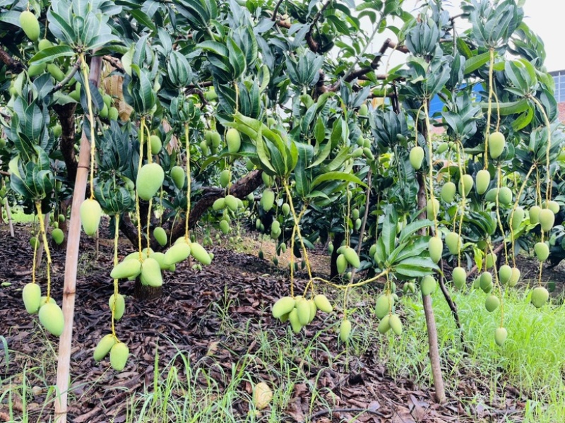 广西百色芒果大量上市电商果巿场果加工果