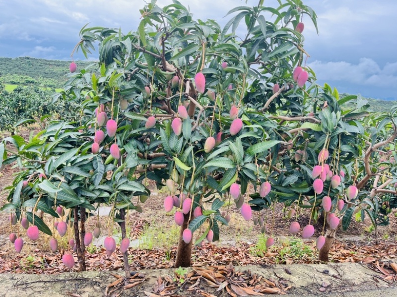 广西百色芒果大量上市电商果巿场果加工果