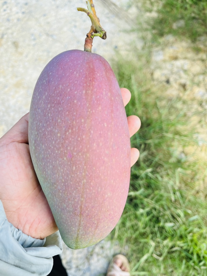 广西百色芒果大量上市电商果巿场果加工果