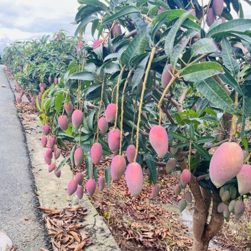 广西百色芒果大量上市电商果巿场果加工果