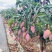 广西百色芒果大量上市电商果巿场果加工果