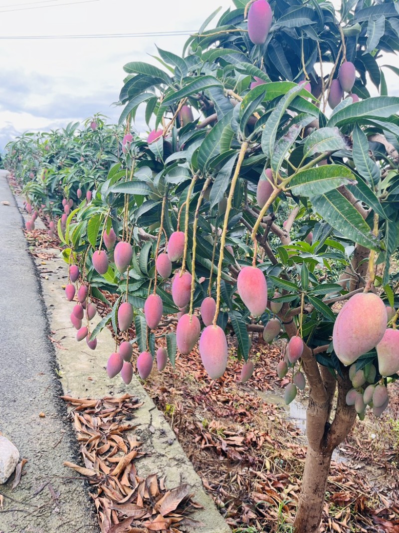 广西百色芒果大量上市电商果巿场果加工果