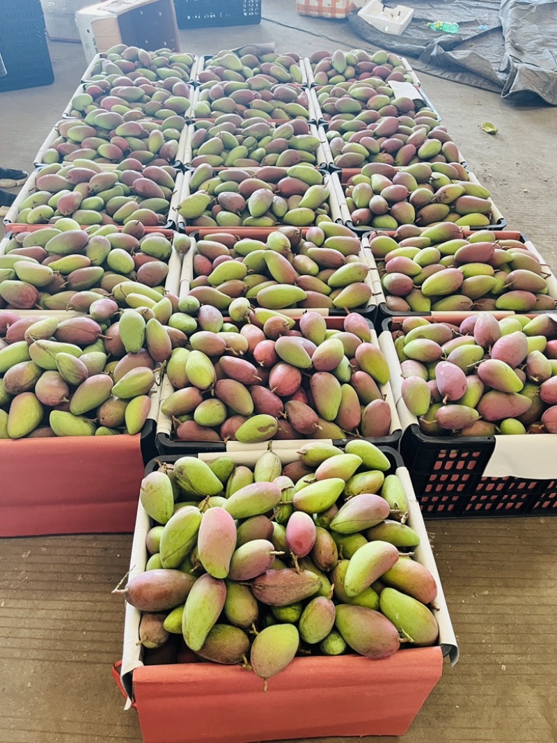 广西百色芒果大量上市电商果巿场果加工果