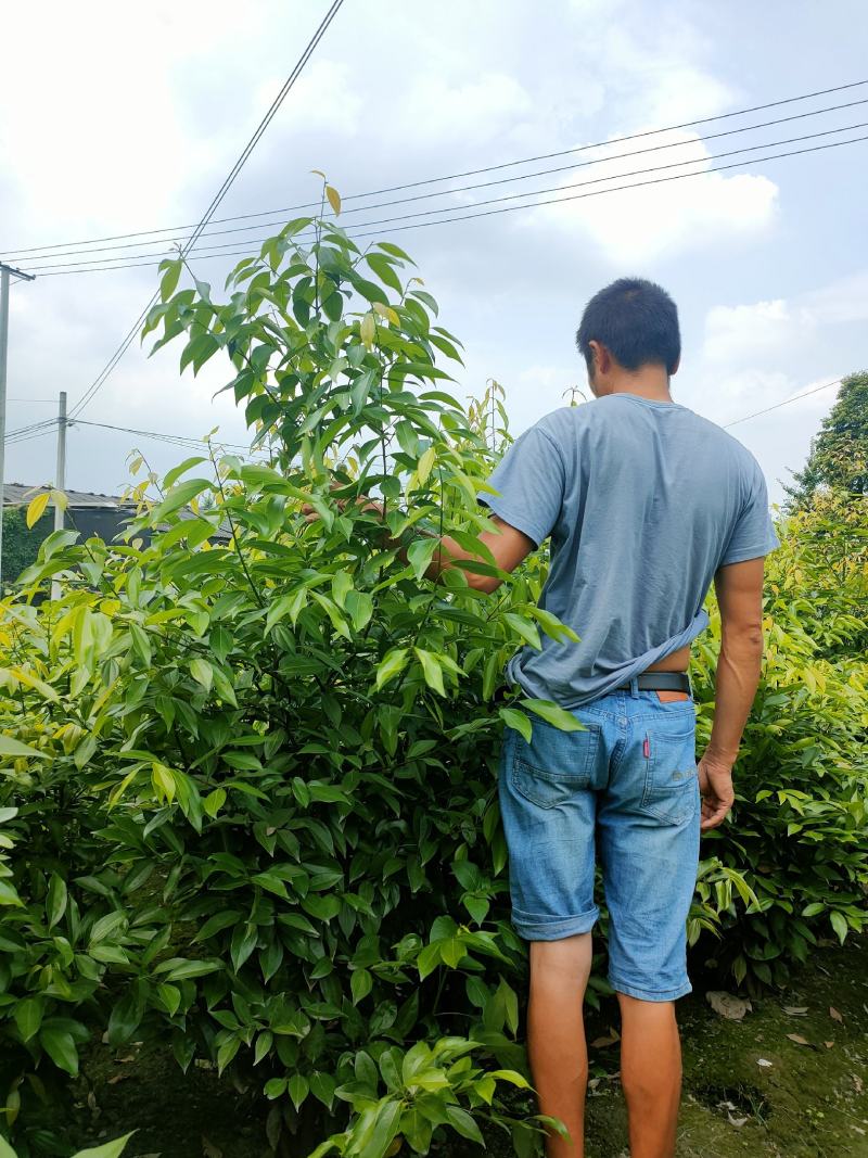 天竺桂绿篱自家货源价格低廉基地批发绿化苗木批发