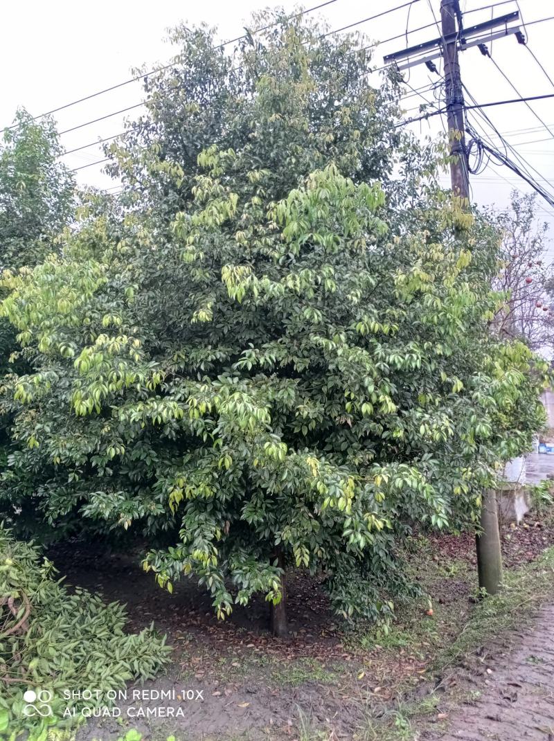 天竺桂绿篱自家货源价格低廉基地批发绿化苗木批发