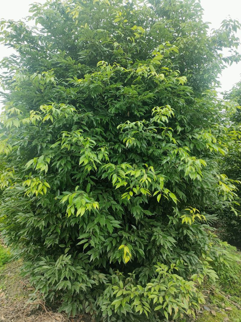 天竺桂绿篱自家货源价格低廉基地批发绿化苗木批发