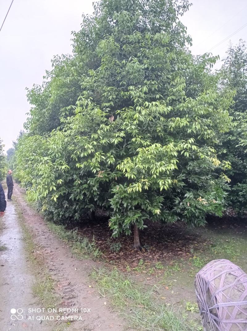 天竺桂绿篱自家货源价格低廉基地批发绿化苗木批发