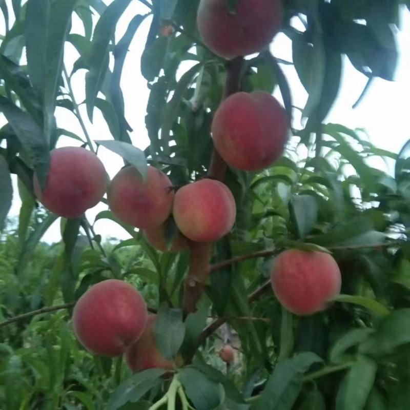河北优质桃红桃现摘现发品种齐全发往东北南方量大价优