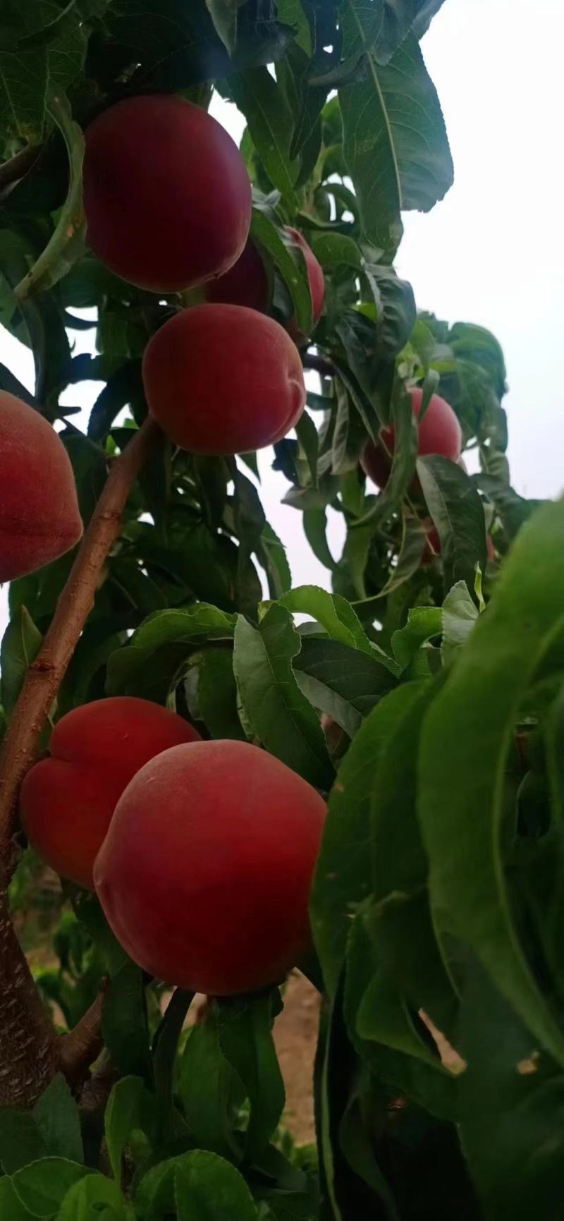 河北优质桃红桃现摘现发品种齐全发往东北南方量大价优