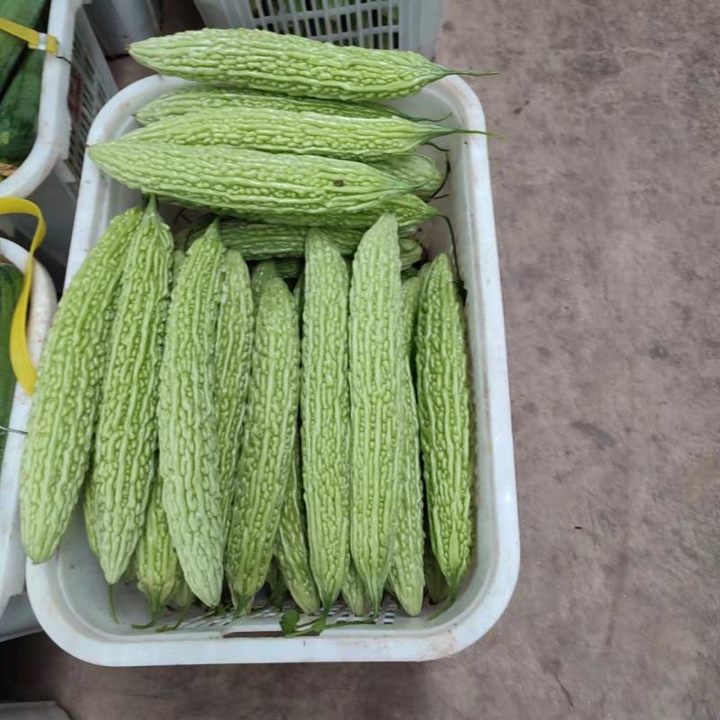 精品苦瓜，白苦瓜，油苦瓜，青苦瓜，大棚种植，基地货