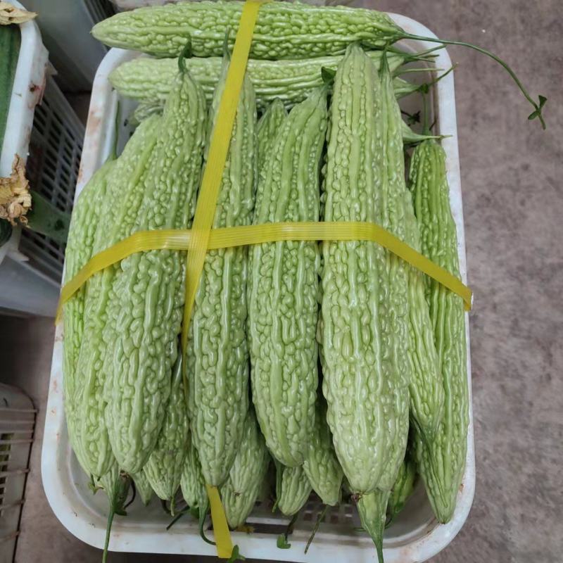 精品苦瓜，白苦瓜，油苦瓜，青苦瓜，大棚种植，基地货