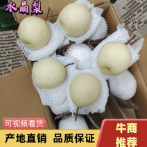 河北鸭梨水晶梨大量上市中产区直发出口质量商超电商