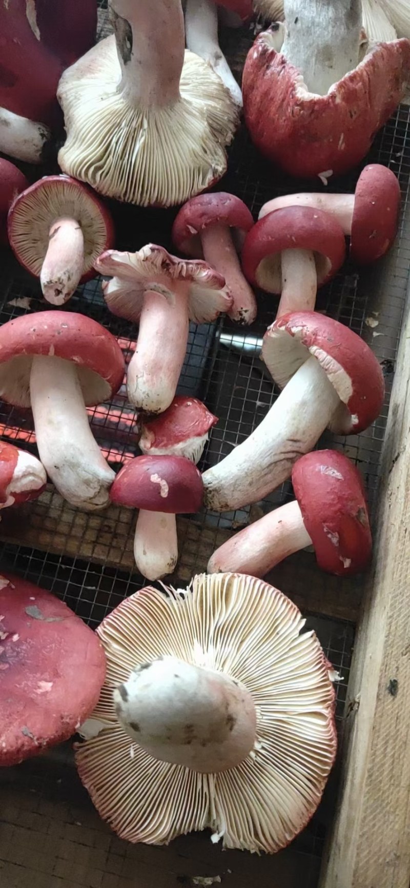云南红菇