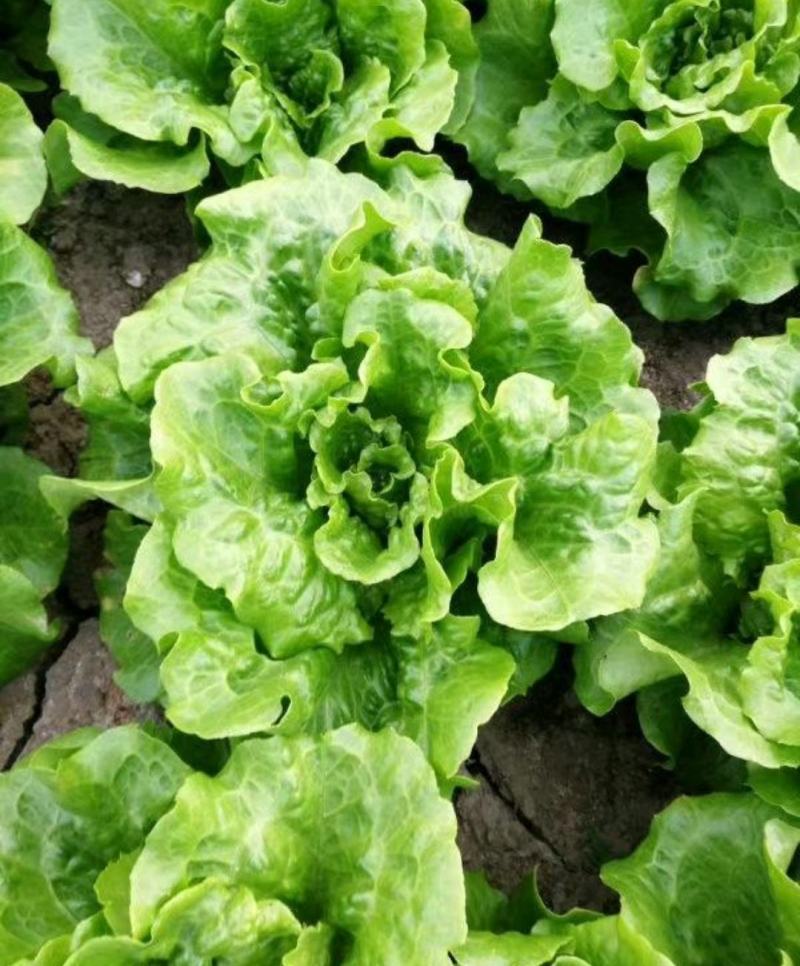生菜南通精品叶菜量大从优欢迎订购质量保证