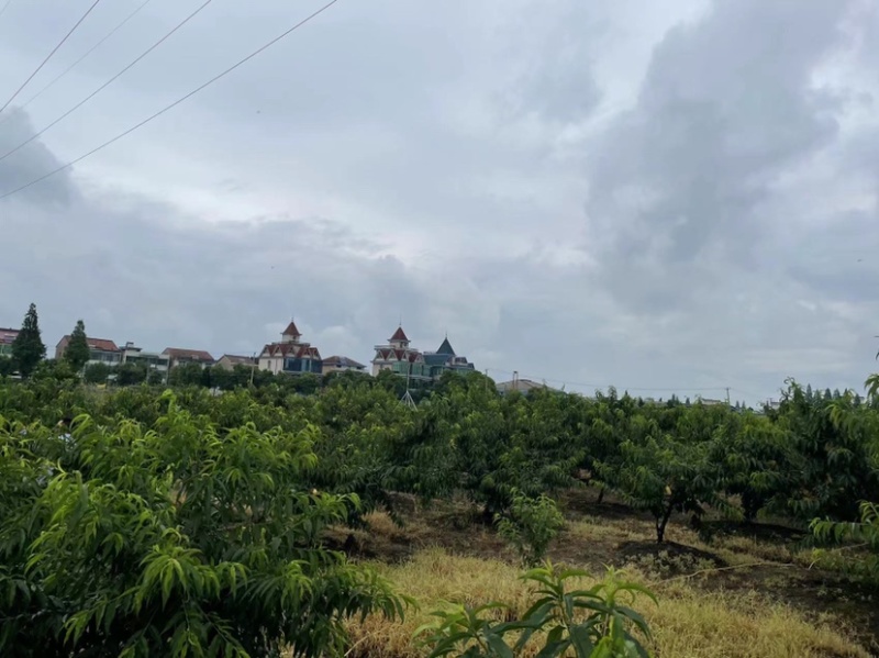 绍兴马山镇红江村桃园品种多多大量陆陆续续上市