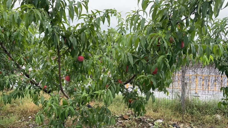 绍兴马山镇红江村桃园品种多多大量陆陆续续上市