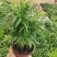 小椰树小椰子绿化绿植租摆基地直发质量保证