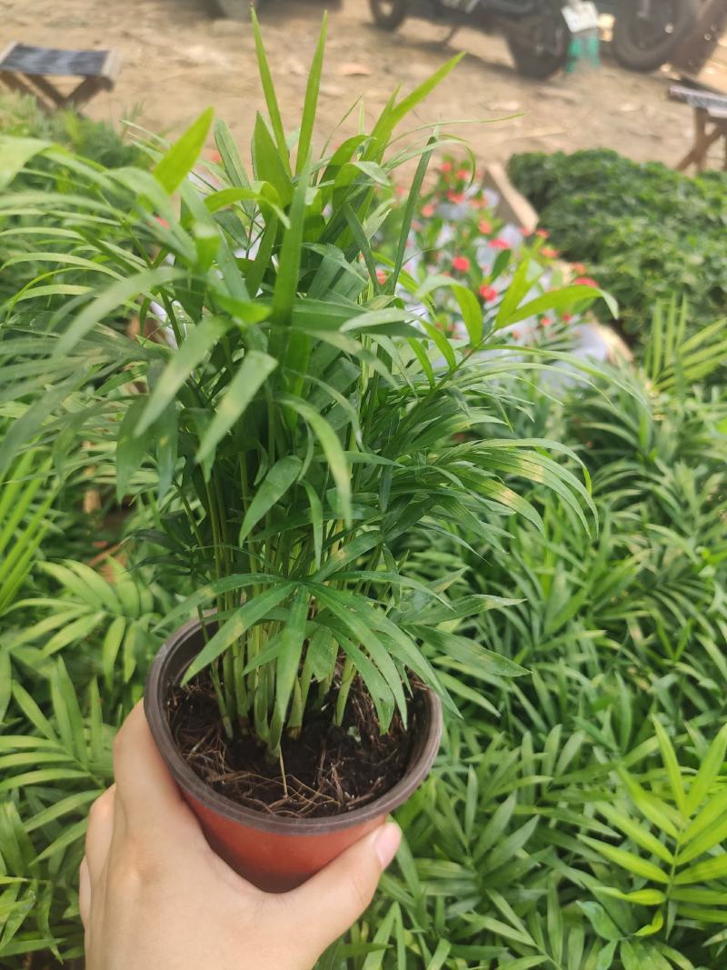 小椰树小椰子绿化绿植租摆基地直发质量保证