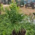 小椰树小椰子绿化绿植租摆基地直发质量保证