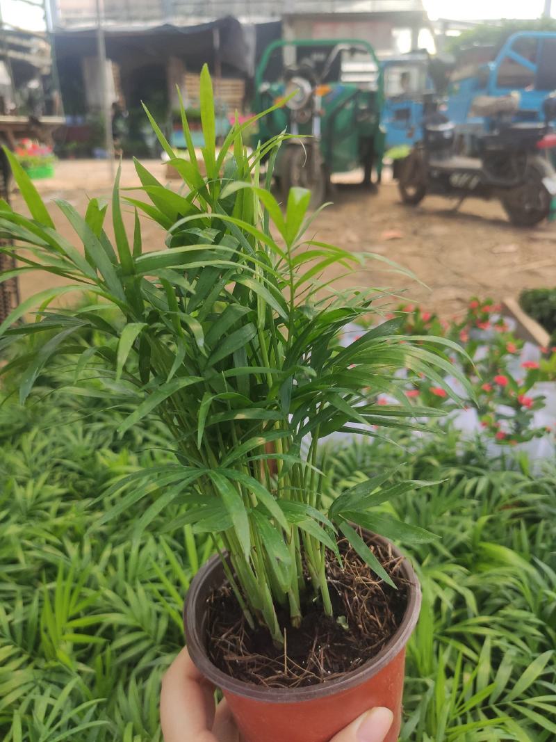 小椰树小椰子绿化绿植租摆基地直发质量保证