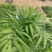 小椰树小椰子绿化绿植租摆基地直发质量保证