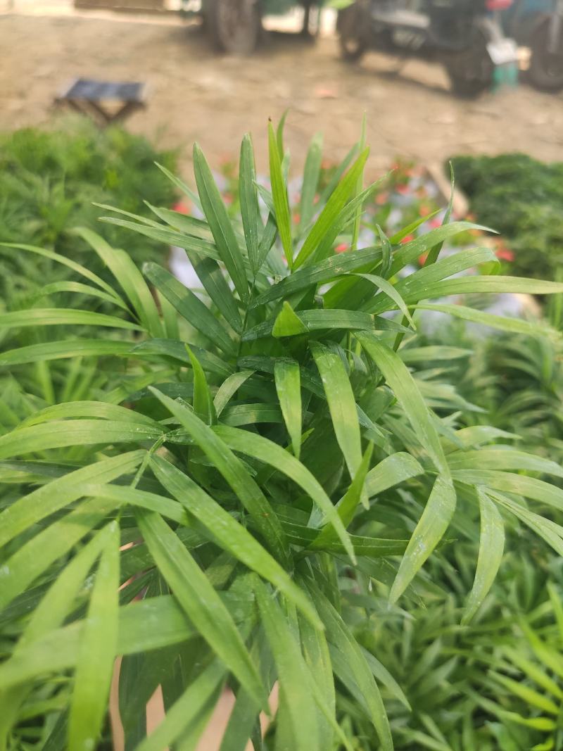 小椰树小椰子绿化绿植租摆基地直发质量保证