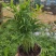 小椰树小椰子绿化绿植租摆基地直发质量保证