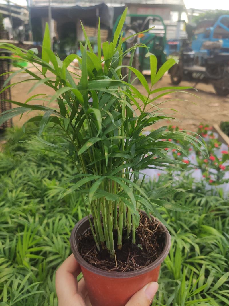 小椰树小椰子绿化绿植租摆基地直发质量保证