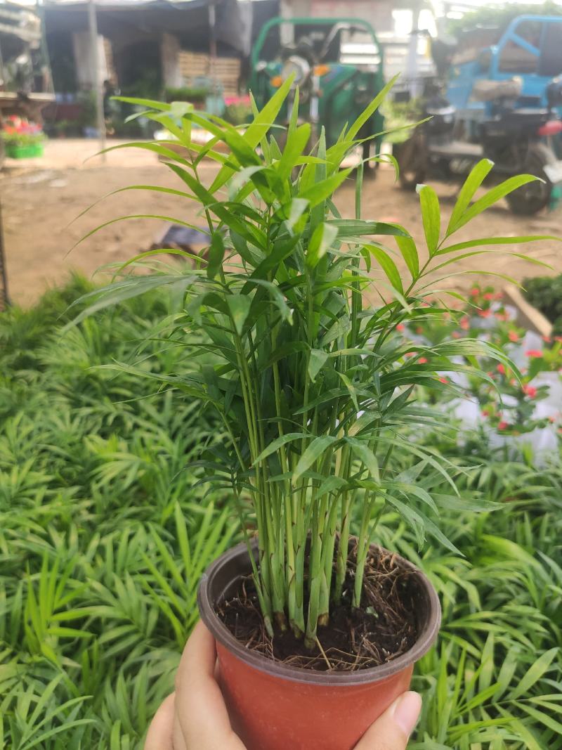 小椰树小椰子绿化绿植租摆基地直发质量保证