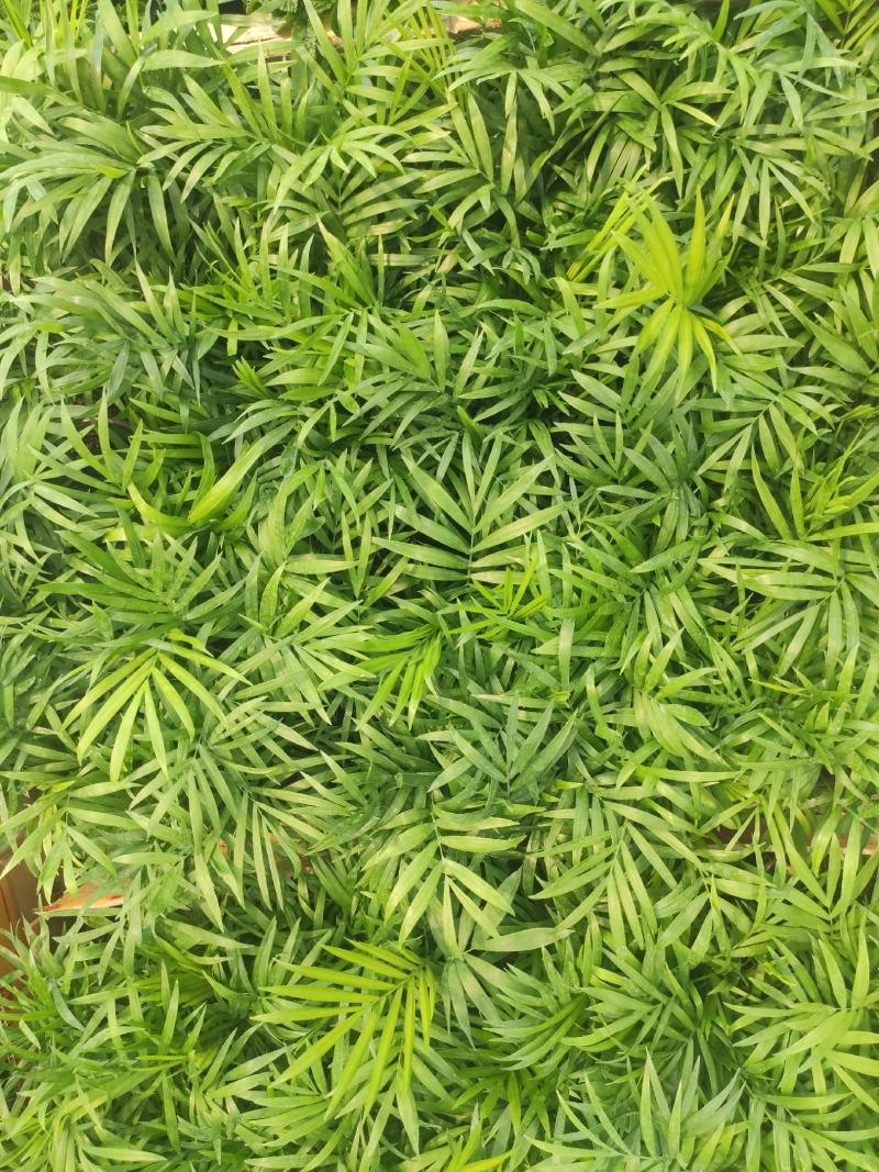 小椰树小椰子绿化绿植租摆基地直发质量保证