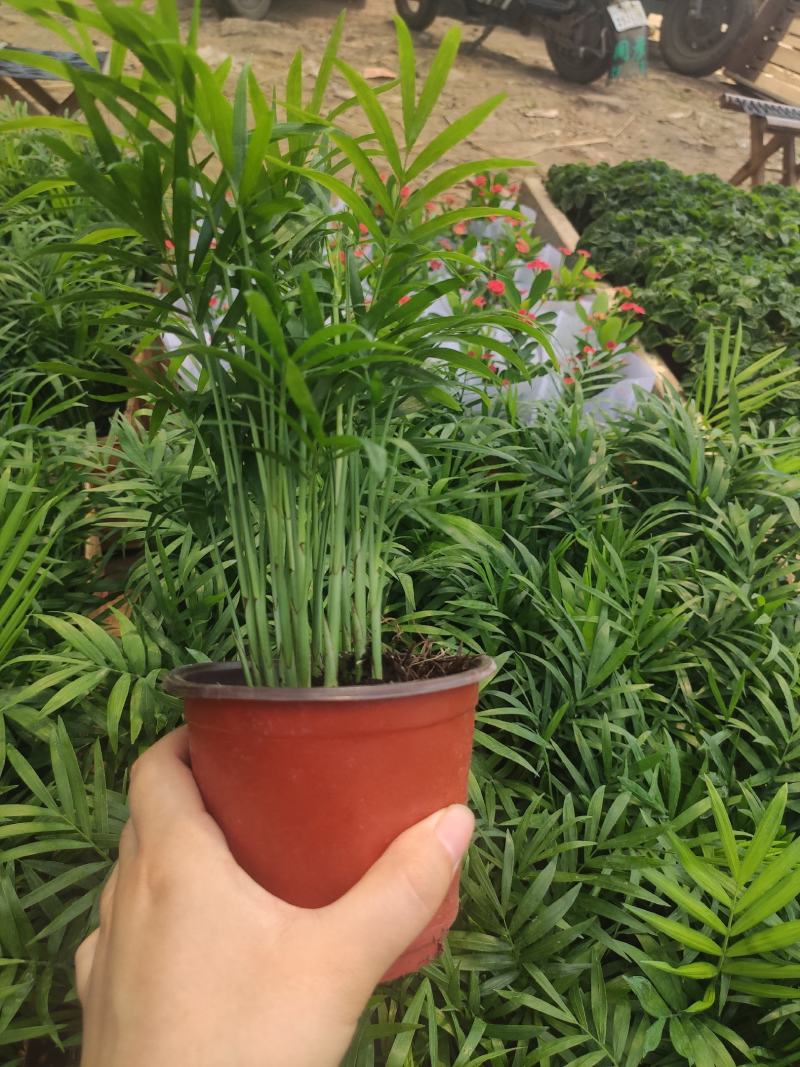 小椰树小椰子绿化绿植租摆基地直发质量保证