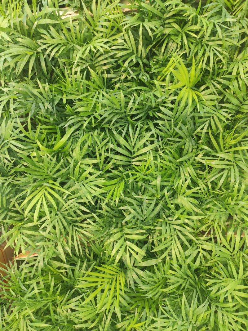 小椰树小椰子绿化绿植租摆基地直发质量保证