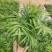 小椰树小椰子绿化绿植租摆基地直发质量保证
