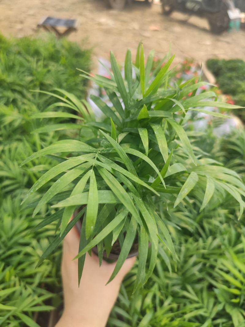 小椰树小椰子绿化绿植租摆基地直发质量保证